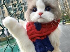 -柚子猫舍·精品猫舍购猫·猫咪认养·购宠·宠物店