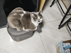 -纳吉亚猫专科动物医院·北北分院