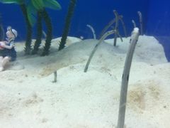 -烟台海昌鲸鲨海洋公园