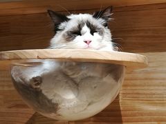 -喵屿·大理花园猫咖