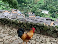 -杨家堂村