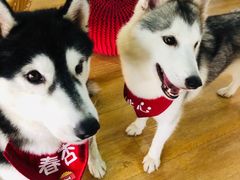 -Husky Go! 哈士奇体验馆·宠物咖啡厅狗咖