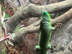 -广州长隆飞鸟乐园