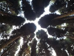 -武陵山森林公园