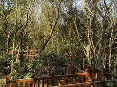 -上海佘山国家森林公园天马山园