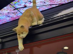 -将太无二·北美传奇寿司(荟聚购物中心西红门店)