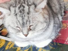 -平行世界·猫咖(首经贸店)