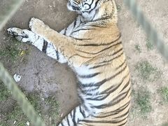 -西霞口神雕山野生动物世界