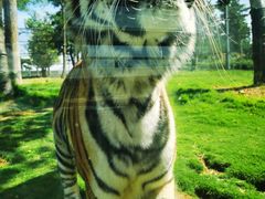 -西霞口神雕山野生动物世界