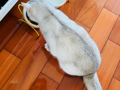 -创凡宠物医院·骨专科  猫科中心(西乡分院)