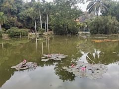 -中国科学院西双版纳热带植物园