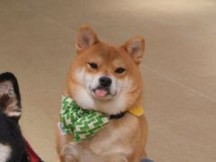 -逗柴咖啡屋·狗咖猫咖宠物桌游