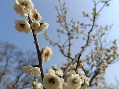 -梅花山(明孝陵内)