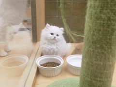 -帕帕拉兹宠物(亚洲旗舰店)