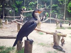 -新加坡飞禽公园