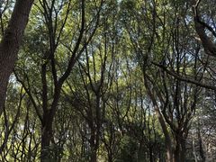 -昆山城市生态森林公园