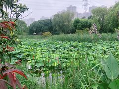 -昆山城市生态森林公园