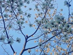 -杭州植物园
