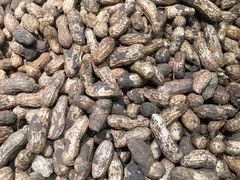 带壳花生-桐庐江南农贸市场