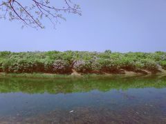 -丁香湖公园