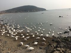 -烟墩角天鹅湖