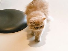 -飞行喵MR PILOT|猫舍·猫咖(静安大融城店)