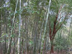 -上海佘山国家森林公园天马山园