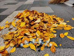 -四川大学(华西校区)