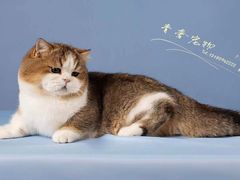 -青奢宠物·青奢猫舍