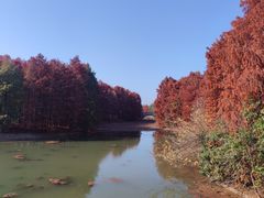 -上海海湾国家森林公园