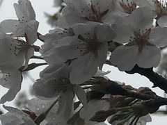 -武汉大学-樱园