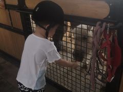 -北京群众马术培训基地