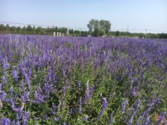 -北京东方普罗旺斯薰衣草庄园