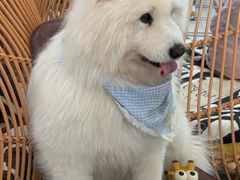 -星多哈·狗咖·拼豆·咖啡
