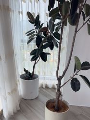 -HEYAN荷妍专业脱毛连锁机构