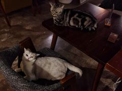 -咖法森林·咖啡  酒吧(天河店)