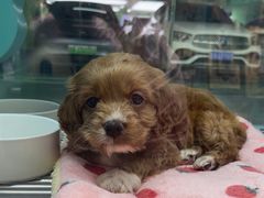 -FAELING PETS美天灵宠物(合生汇店)