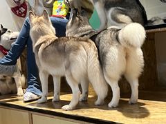 -Husky Go! 哈士奇体验馆·宠物咖啡厅狗咖