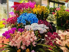 -溪岸路花鸟市场