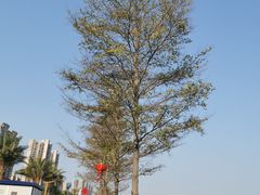 -海沧湾公园