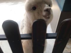 -昆明大悦城未来动物城(螺蛳湾中心店)