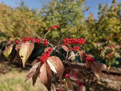 -北京西山国家森林公园