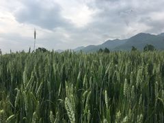 -西安关中民俗艺术博物院