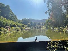 -深圳仙湖植物园