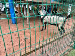 -大鹅岛绿色生态美食园