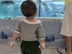 -帝企鹅自助餐厅•儿童岛•真企鹅(长隆企鹅酒店)