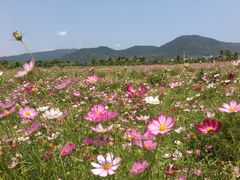 -亚龙湾国际玫瑰谷
