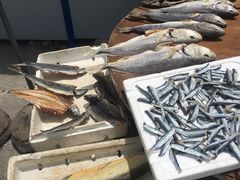 -西涌国际滨海旅游区