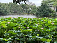 -荔湾湖公园