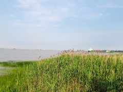 -吴淞炮台湾湿地森林公园烧烤区